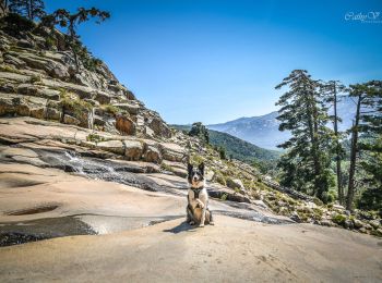 Tour Wandern Albertacce - Cascade de Radule - Photo