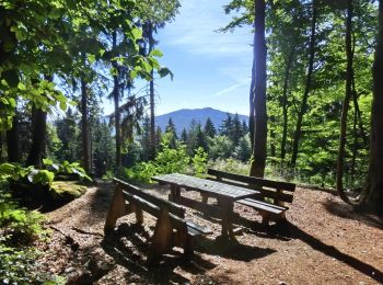 Percorso A piedi Tröstauer Forst-West - Tröstau - Hohe Matze - Photo