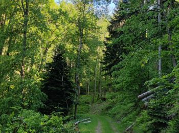 Randonnée V.T.T. Fréland - Fréland - Kaysersberg - Photo