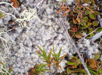 Tocht Te voet  - St Arnaud Range Track - Photo