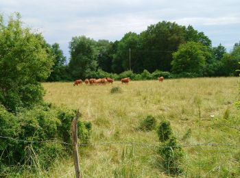 Trail Walking Ambillou - Ambillou - GRP Castelvalérie - 11.9km 90m 2h30 - 2021 06 16 - Photo