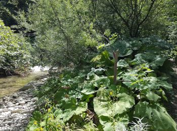 Tour Zu Fuß Bagno di Romagna - IT-161A - Photo