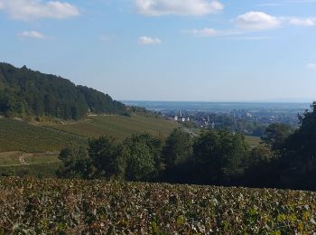 Percorso Marcia Meursault - autour de MEURSAULT - Photo