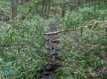 Percorso A piedi Schmallenberg - Kleins Wiese Rundwanderweg A3 - Photo