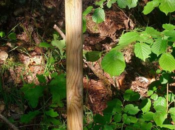 Randonnée Marche Ferdrupt - Boucle Ferdrupt / les chalets  - Photo