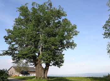 Trail On foot Bad Schwanberg - Wanderweg 34 - Photo