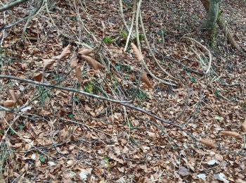 Randonnée Marche Souligny - Souligny 15,4km nouveau le 21.03.2023 - Photo