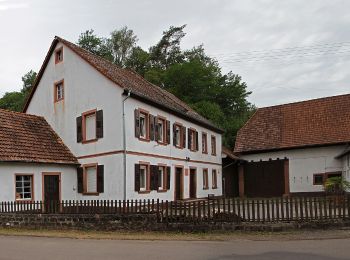 Randonnée A pied Bobenthal - Hasenkopf-Runde - Photo