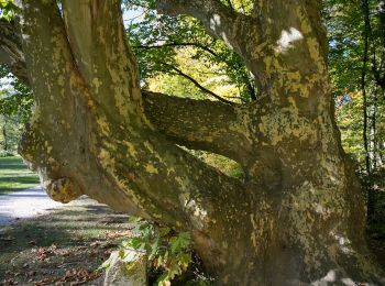 Tocht Te voet Gemeinde Seebenstein - Scheiblingkirchen: Naturparkrunde - Photo