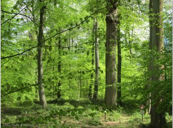 Trail Electric bike Pont-Sainte-Maxence - balade en halatte circuit 4 - Photo