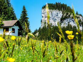 Percorso A piedi Stadt Hohenems - Schuttannen-Boxberg (schwer) - Photo