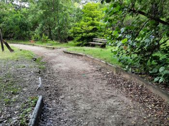 Tocht Stappen Le Lamentin - Parcours de santé du morne Cabri  - Photo