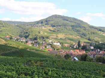 Percorso A piedi Sasbachwalden - Alde Gott Panoramarunde - Photo