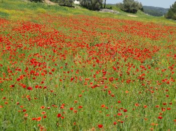 Randonnée Marche Mèze - la voie romaine près Mèze  - Photo