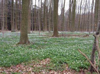 Tocht Stappen Eigenbrakel - rando Françoise 2023.04.14 - Photo
