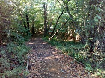 Randonnée A pied West Suffolk - Bradfield Woods Blue Route - Photo