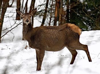 Tour Zu Fuß San Vito di Cadore - P.te del Moro Frates Mondeval Giau - Photo