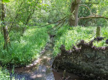 Percorso A piedi Niederkrüchten - Zwei-Seen-Runde - Photo