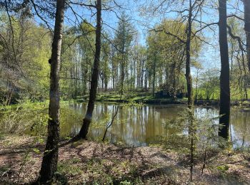 Trail Walking Anderlues - BE-Anderlues - Le Bois du Baron - Tour des Etangs - Photo