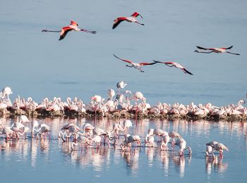 Tocht Moto-cross Nerja - Flamands roses - Photo