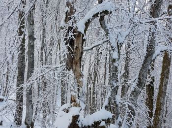 Randonnée Marche Lepuix - Ballon d'Alsace - rando raquettes Etang du Petit-Haut - Ballon d'Alsace - Etang des Roseaux - Cascade du Rummel - Photo