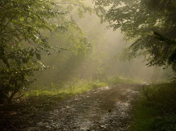 Excursión A pie Las - Szlak skałek - Photo