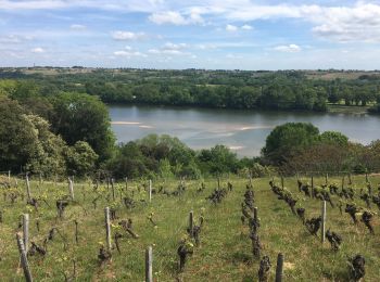 Tour Wandern Le Cellier - Les sillons de Le Cellier -13,5 km - Photo