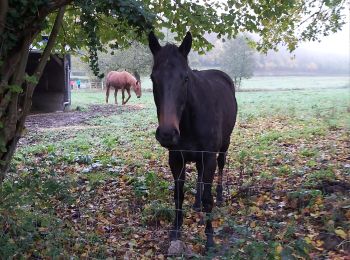Tocht Stappen La Vespière-Friardel - La Vespiere  - Photo