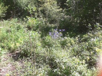Trail Walking Agnetz - le 13 mai - Photo