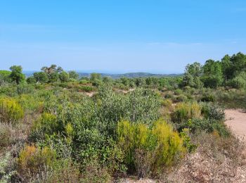 Tocht Stappen Vidauban - Vidauban - la Nible - le Bois de Bouis - Photo