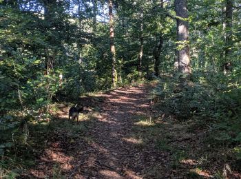 Tocht Trail Arfons - rando cheval - Photo