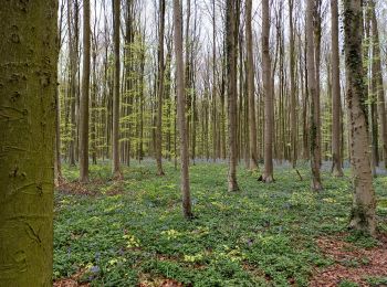 Tour Wandern Sint-Genesius-Rode - pedibus hallerbos - Photo