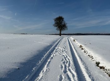 Trail Nordic walking Habscht - Eischen - Septfontaines - Photo