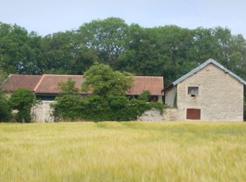 Randonnée Marche Vignory - champ de la grange  - Photo