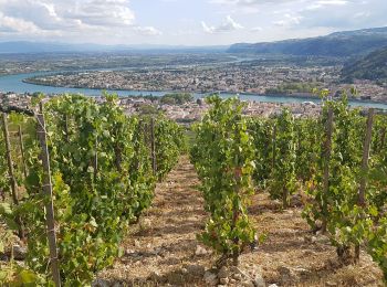 Randonnée Marche Crozes-Hermitage - Belvédére de Pierre Aiguilhe- Croze Hermitage - Photo