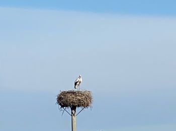 Tour Wandern Vauvert - Scamandre - Photo