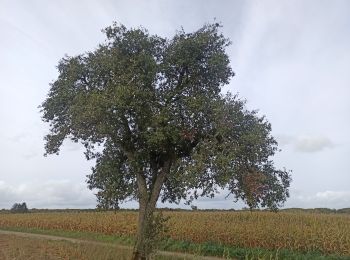 Randonnée Marche nordique Habscht - Septfontaines - Photo