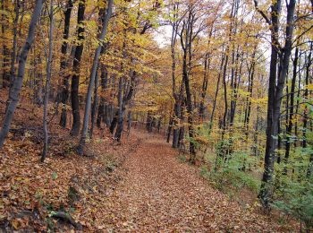 Trail On foot Salgótarján - P háromszög Karancs - Photo