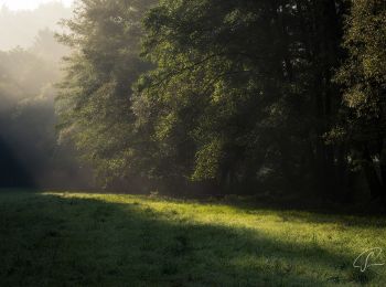 Tour Zu Fuß Idstein - Rundwanderweg Pilz - Photo