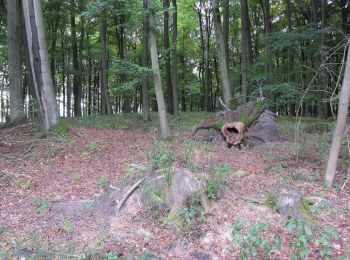 Tocht Te voet Dümmer - Dümmerhütte - Schossin - Photo