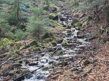 Tocht Stappen Wangenbourg-Engenthal - Le Hengst - Photo