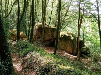 Trail Walking Plaintel - Les Mauriers par le chemin des fées. - Photo