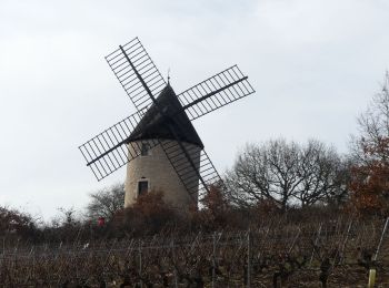 Randonnée A pied Cheilly-lès-Maranges -  V 2019 10&12/02 Cheilly les Maranges - Photo