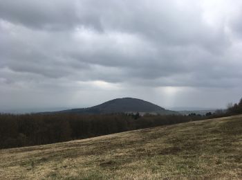 Randonnée A pied Mendig - Vier-Berge-Tour - Photo