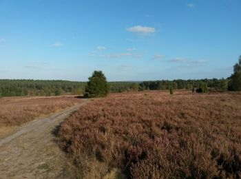 Tocht Te voet Buchholz in der Nordheide - Wanderweg 1 Buchholz - Photo