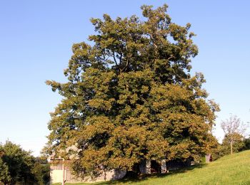 Randonnée A pied Gemeinde Hollenthon - Stickelberg - Pürahöfen - Michelbach - Hollergraben - Stickelberg - Photo