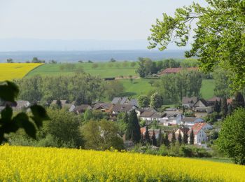 Randonnée A pied Groß-Umstadt - Rundwanderweg Groß-Umstadt 2: WeininselWanderWeg - Photo