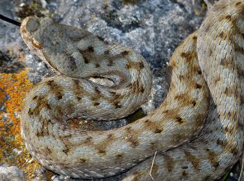 Percorso A piedi Saint-Félix-de-l'Héras - La Haute Vallée de la Lergue - Photo