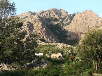 Trail Walking Palasca - boucle de gradu - Photo