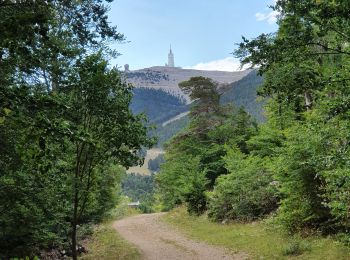 Randonnée Marche Beaumont-du-Ventoux - Ventoux direct - Photo